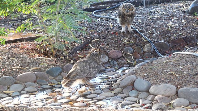 Great Horned Owl - ML638755116