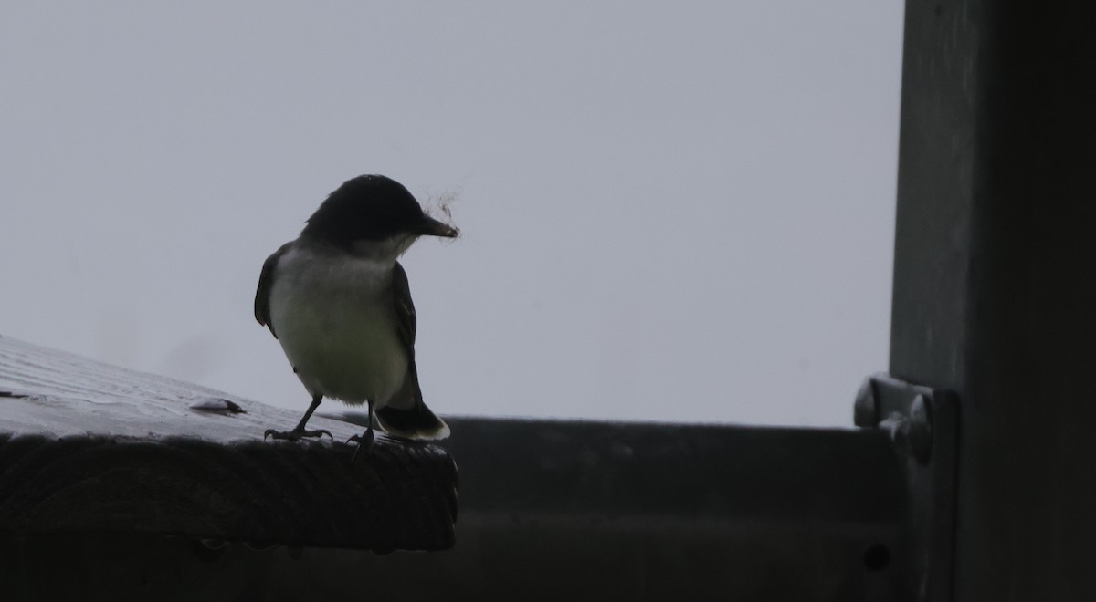 Eastern Kingbird - ML638755117