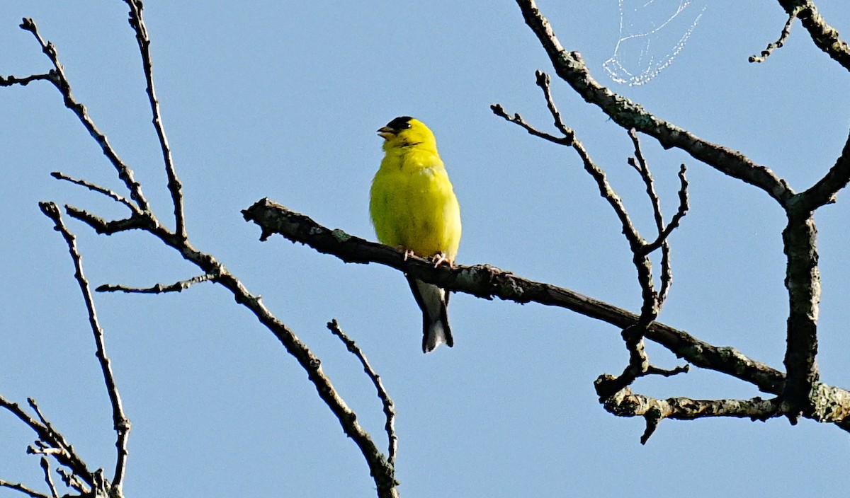American Goldfinch - ML638755128