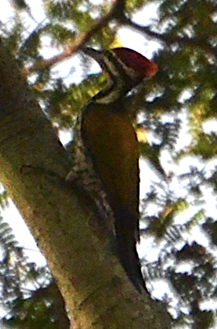 Common Flameback - ML638755141