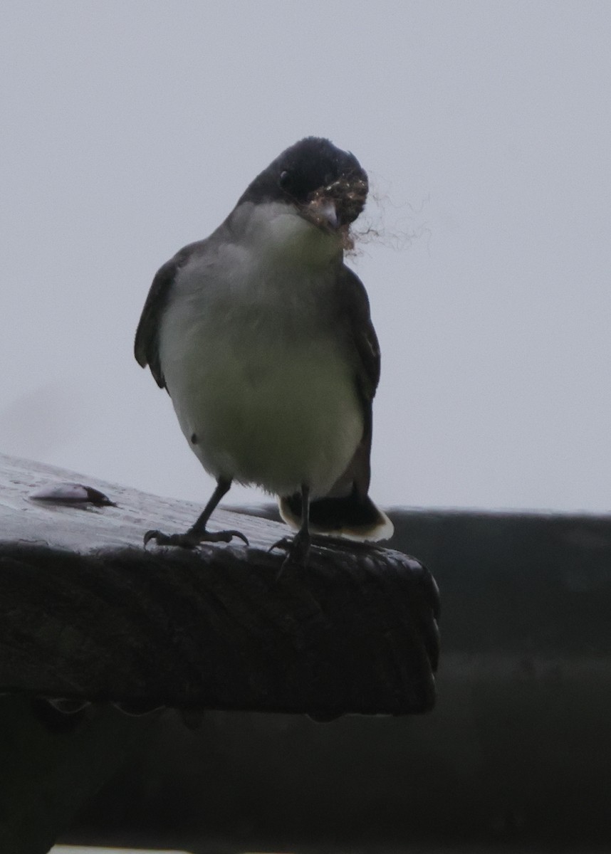 Eastern Kingbird - ML638755142