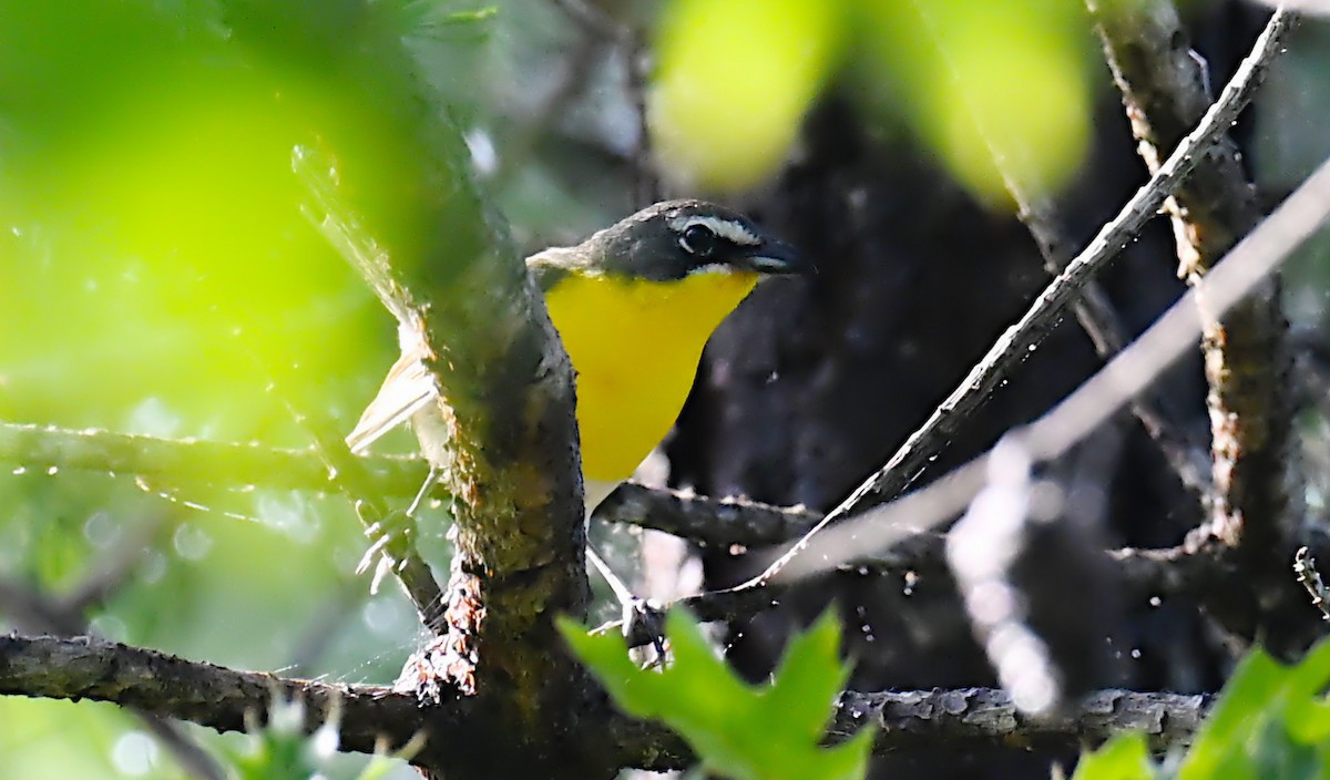 Yellow-breasted Chat - ML638755146