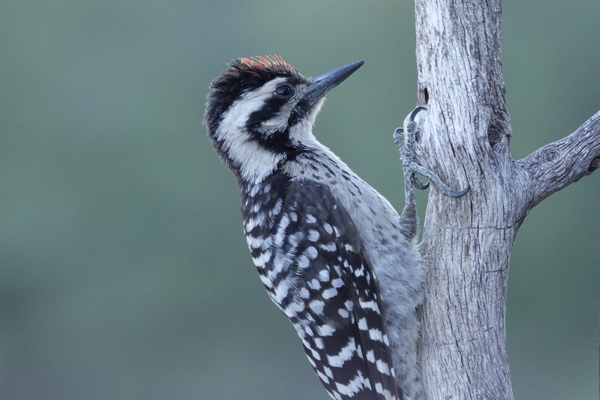 Ladder-backed Woodpecker - ML638755147