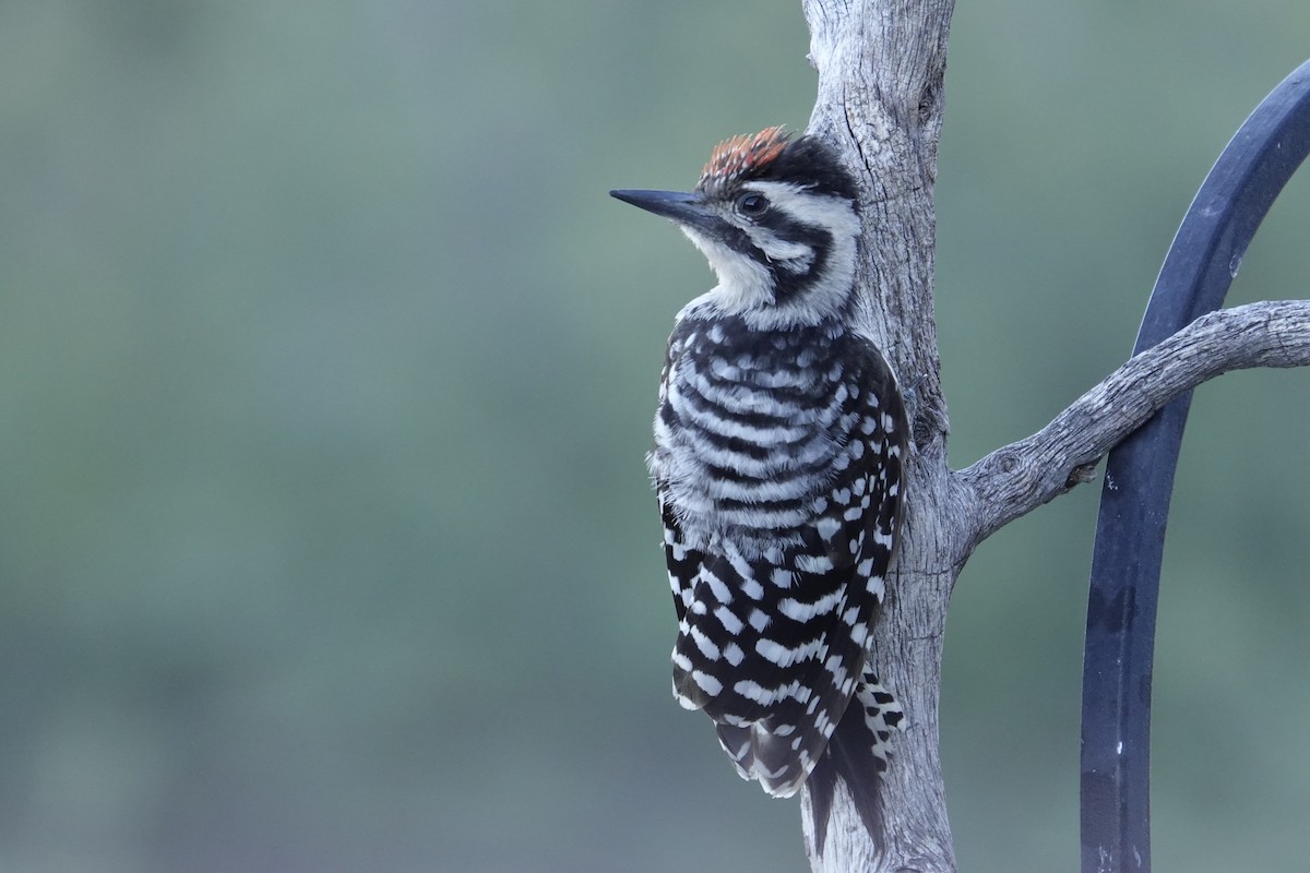 Ladder-backed Woodpecker - ML638755148