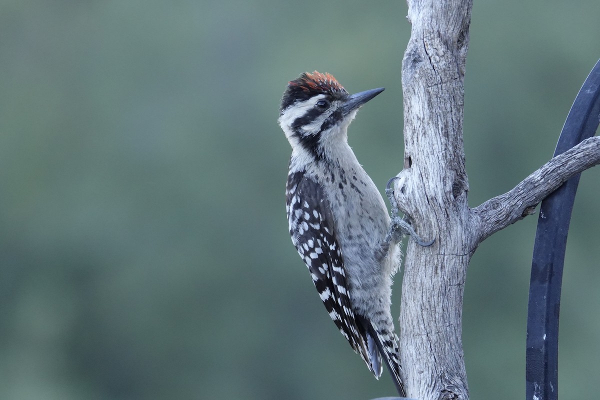 Ladder-backed Woodpecker - ML638755149