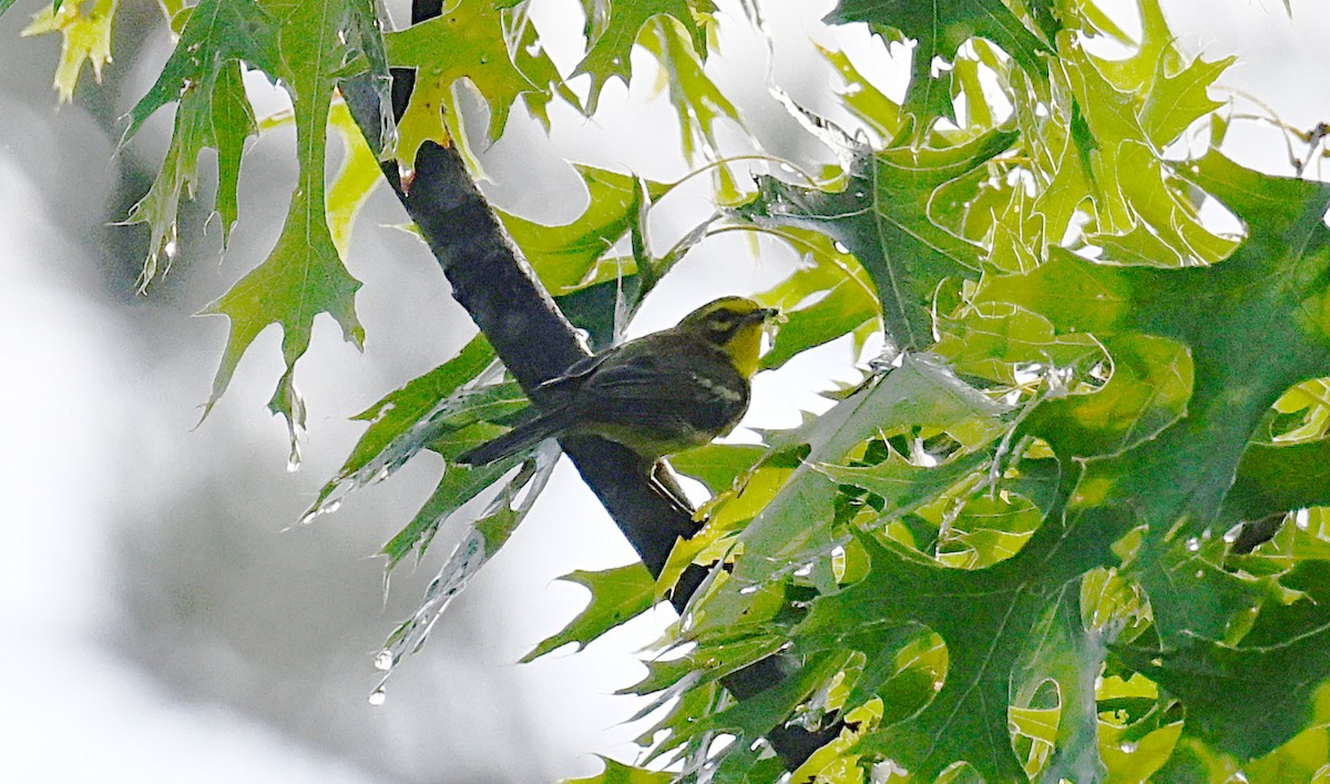 Prairie Warbler - ML638755159