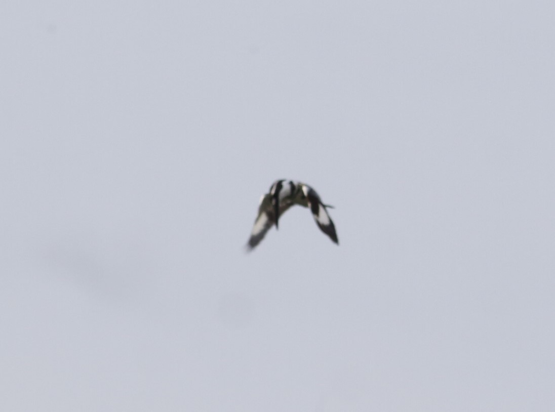 Pied Kingfisher - ML638755164