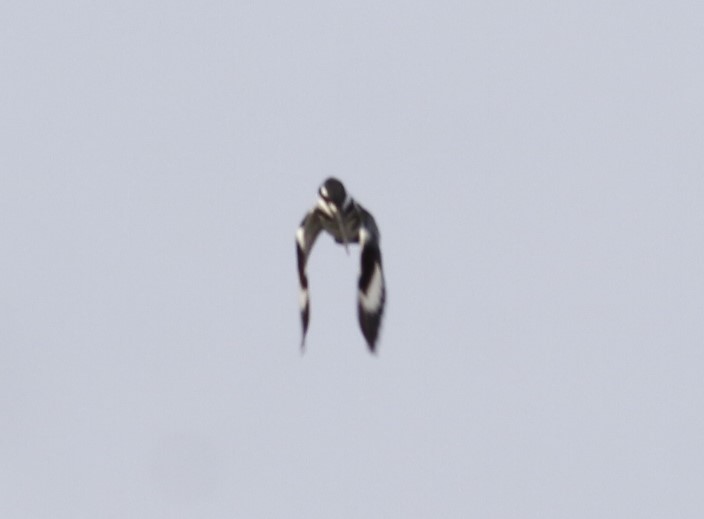 Pied Kingfisher - ML638755165