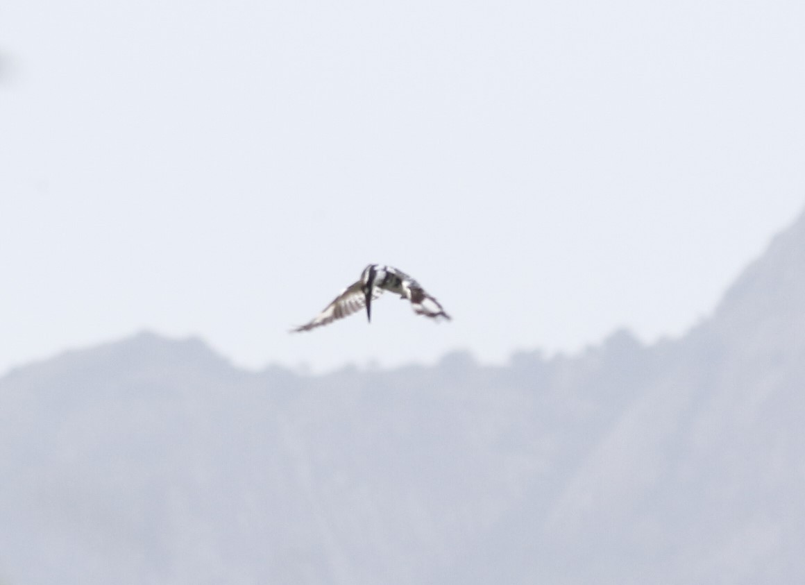Pied Kingfisher - ML638755166