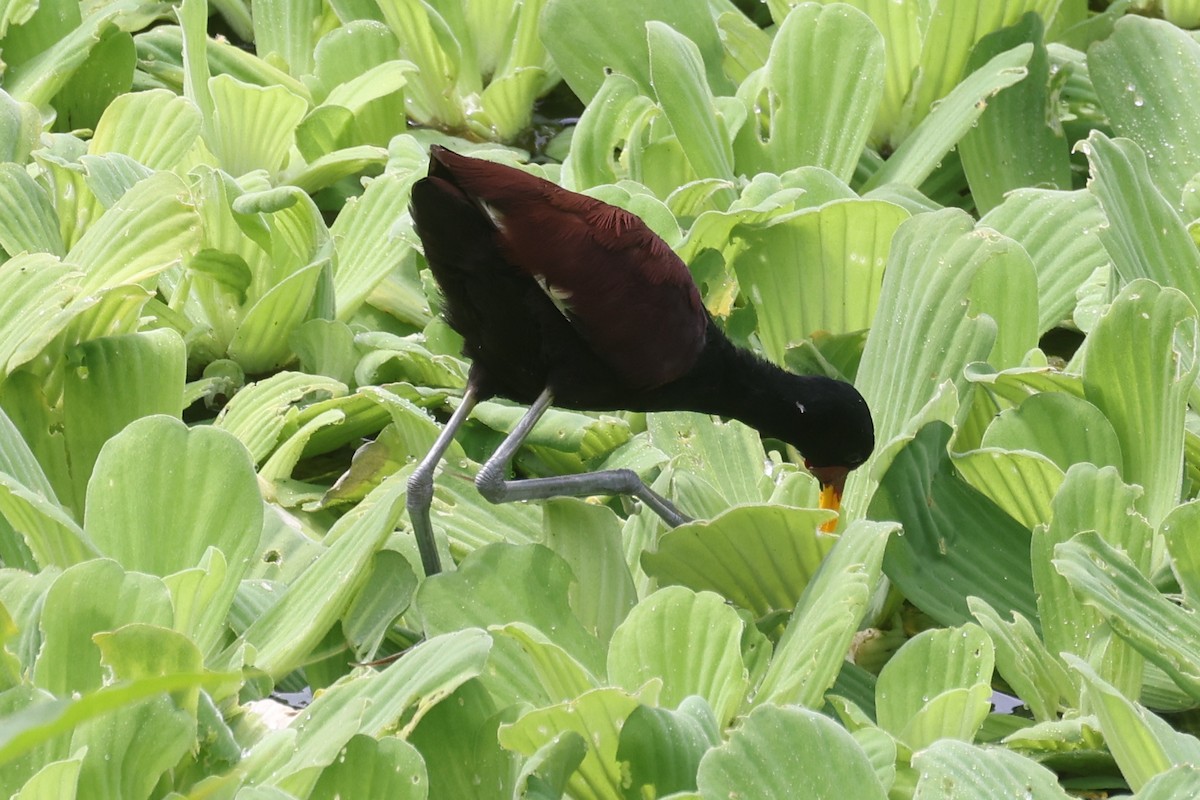Wattled Jacana - ML638755169