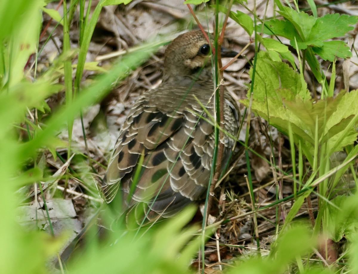 Mourning Dove - ML638755171