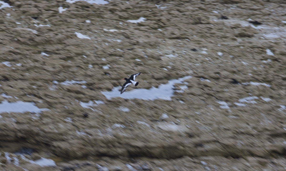 Eurasian Oystercatcher - ML638755172