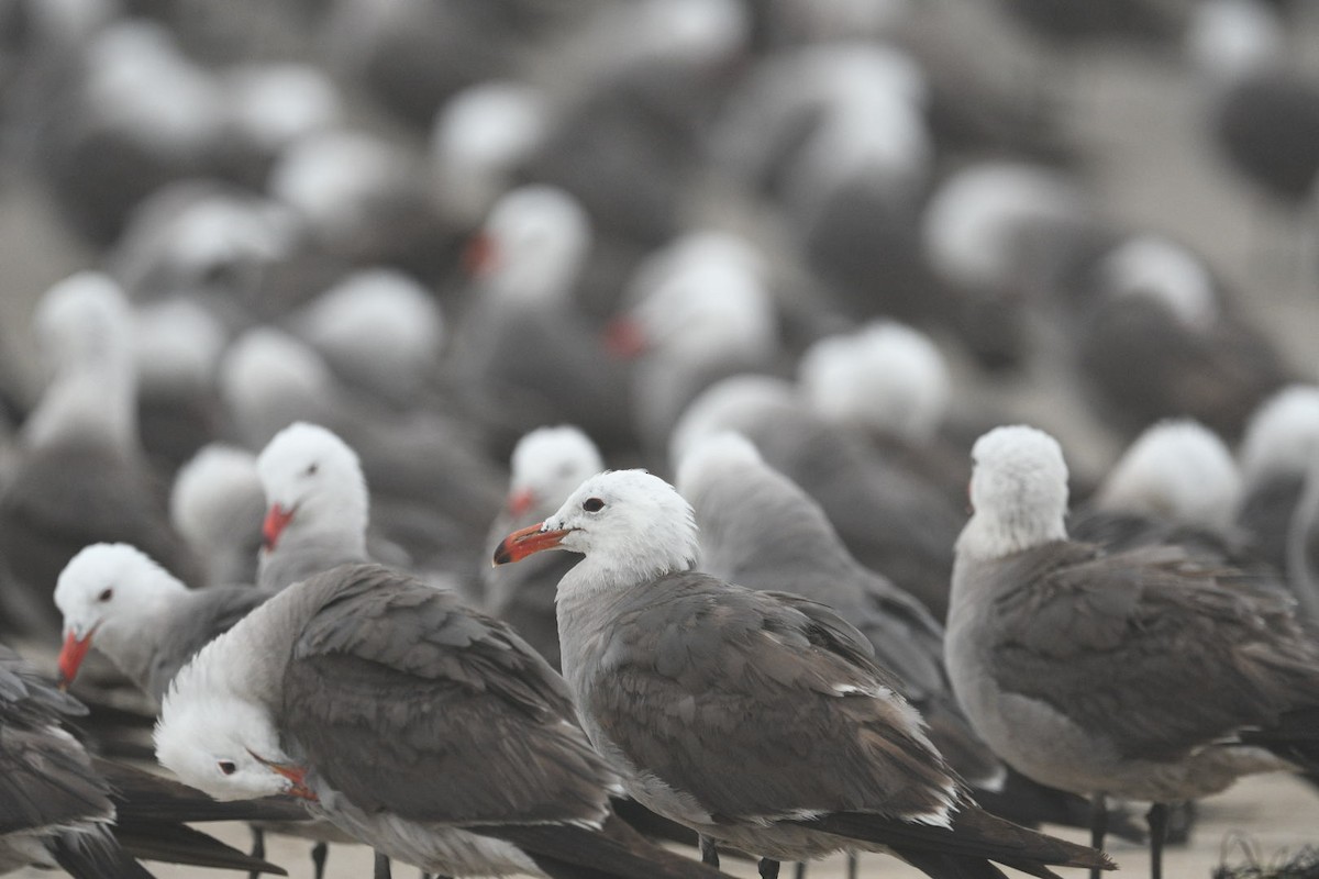 Heermann's Gull - ML638755174