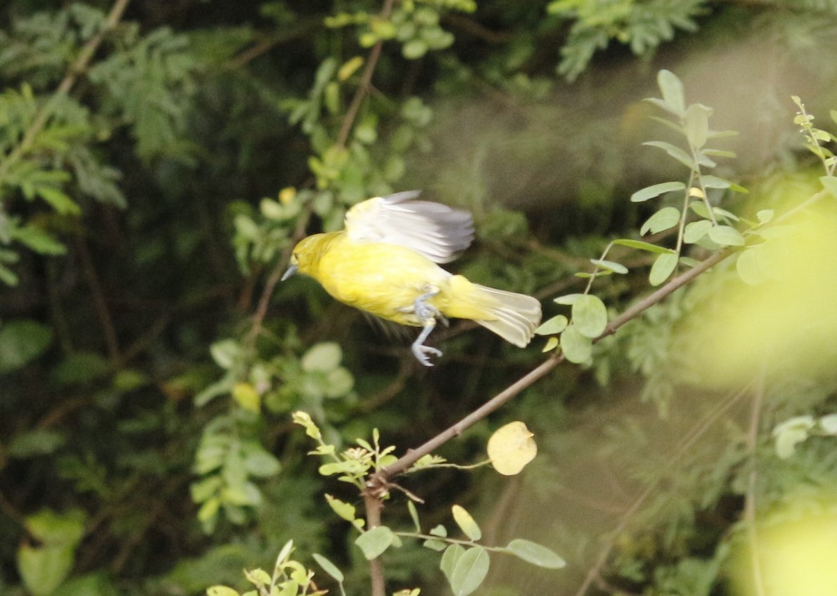 Common Iora - ML638755176