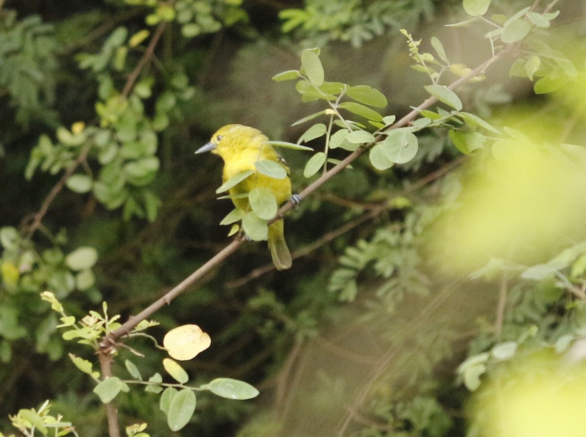 Common Iora - ML638755177