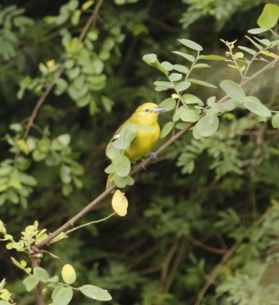 Common Iora - ML638755178