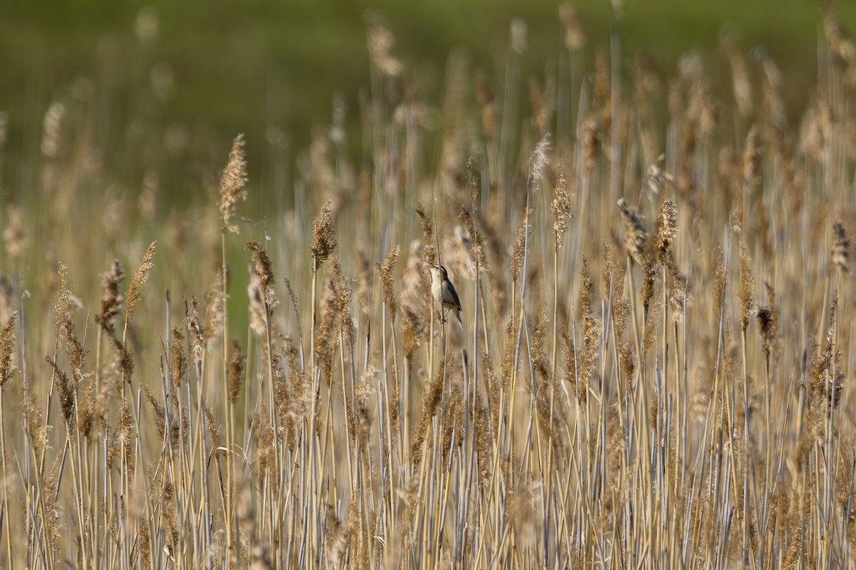 Sedge Warbler - ML638755179