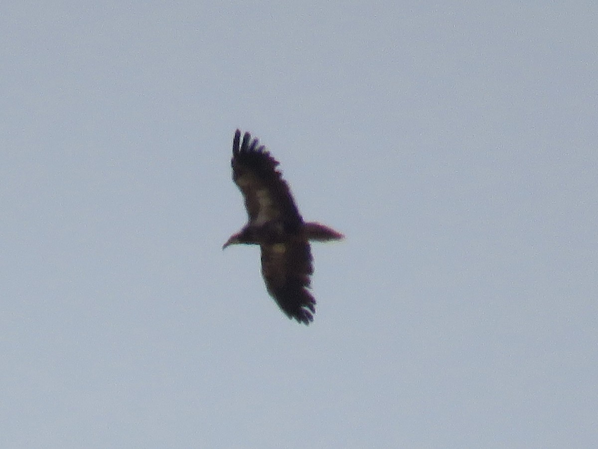 Дэлт ёл - ML638755183