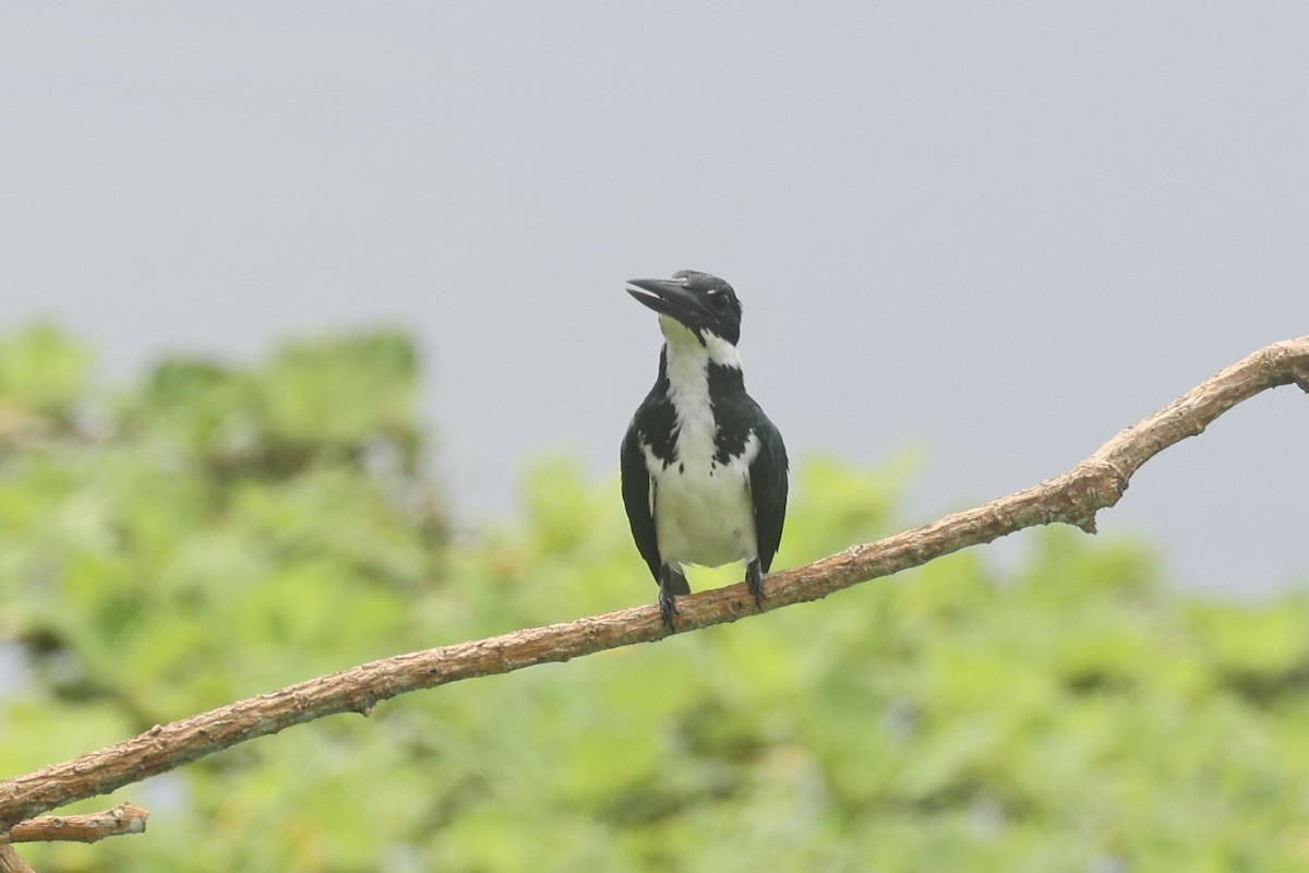 Amazon Kingfisher - ML638755187