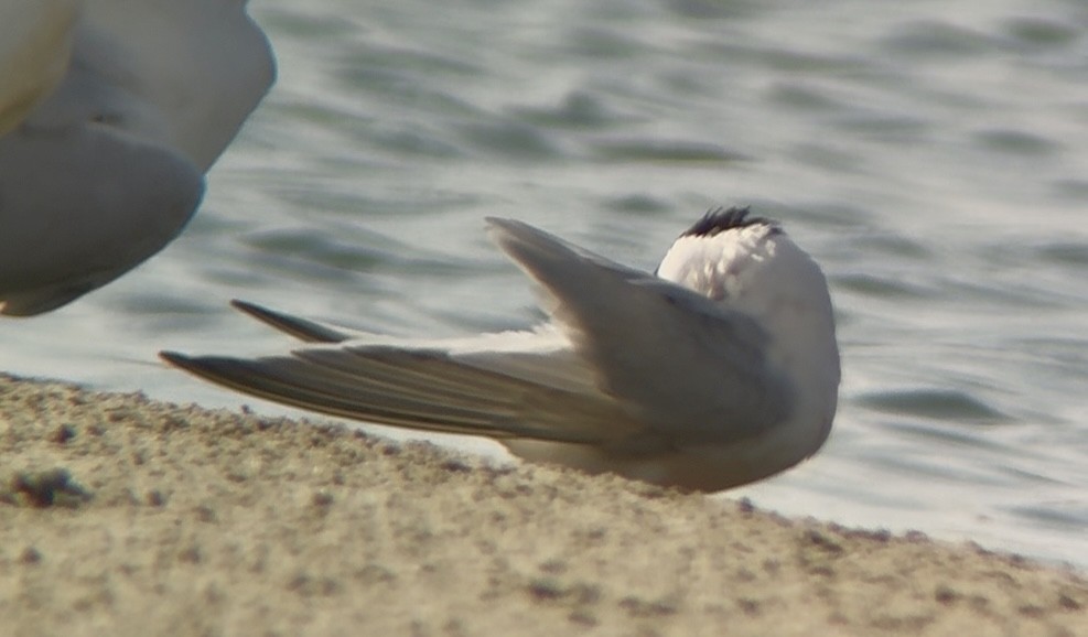 Roseate Tern - ML638755192