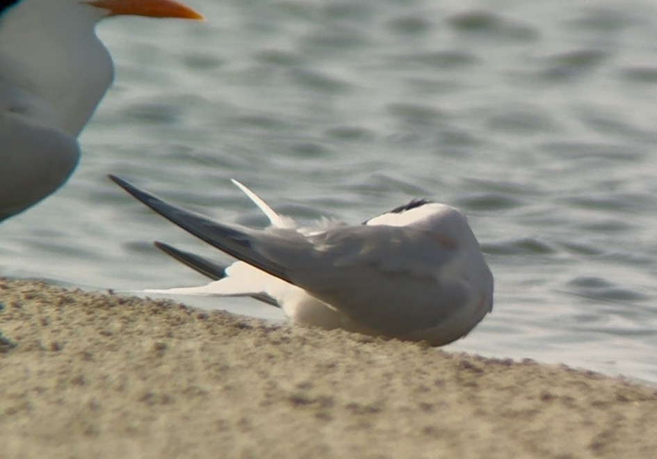 Roseate Tern - ML638755193