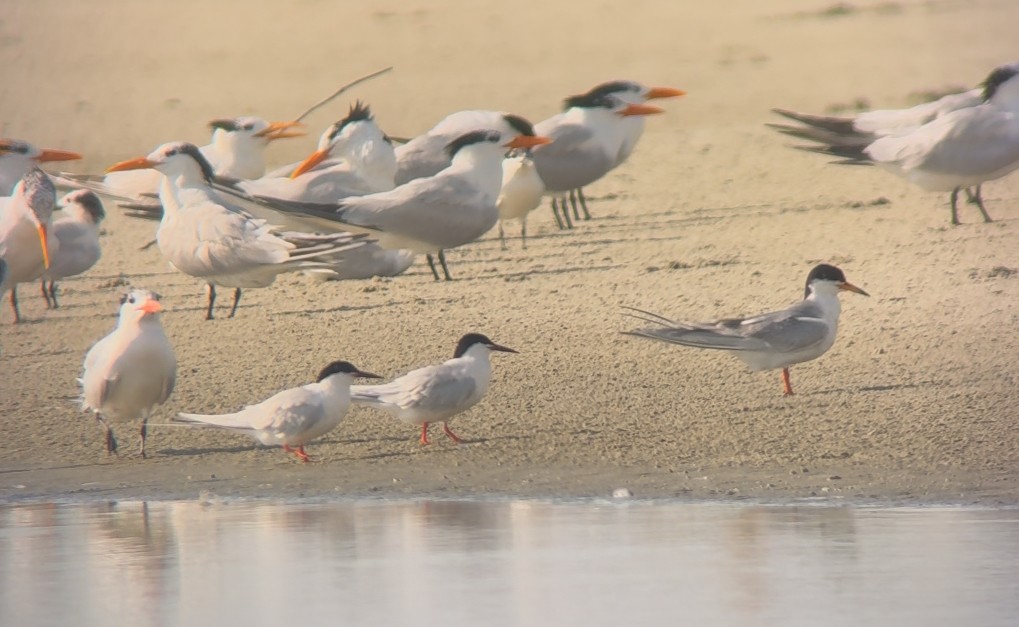 Roseate Tern - ML638755194