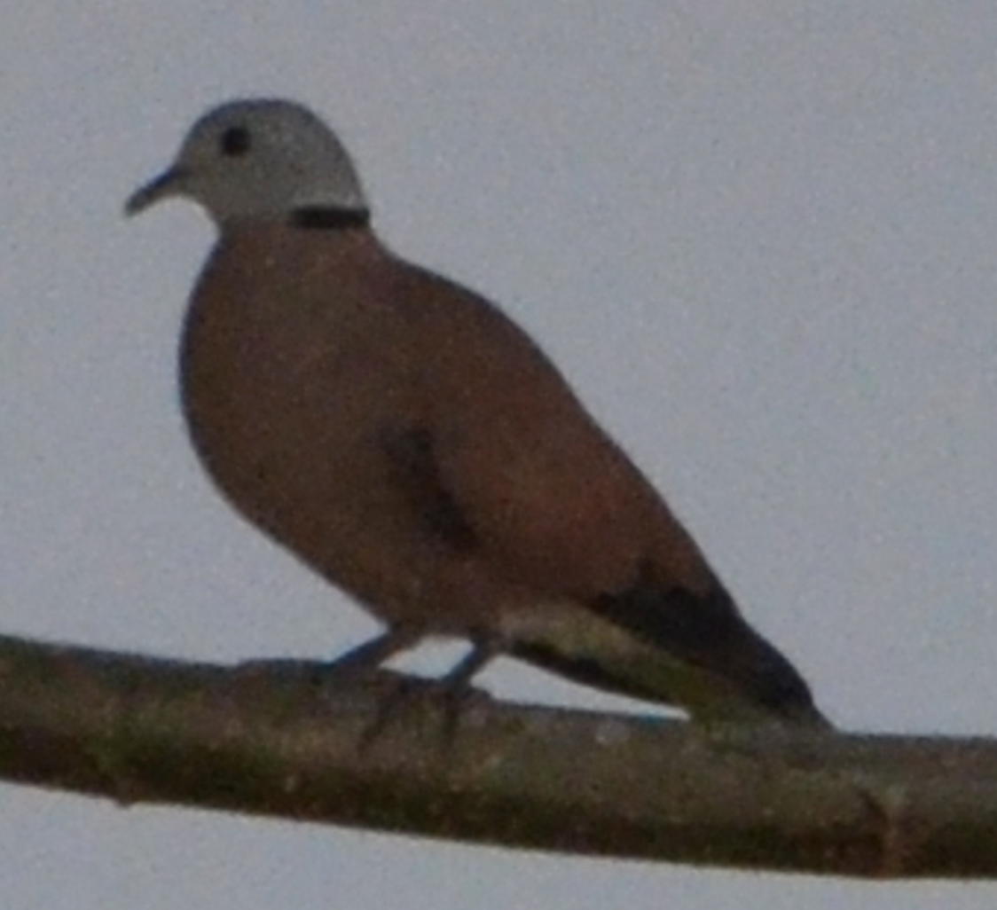 Red Collared-Dove - ML638755195