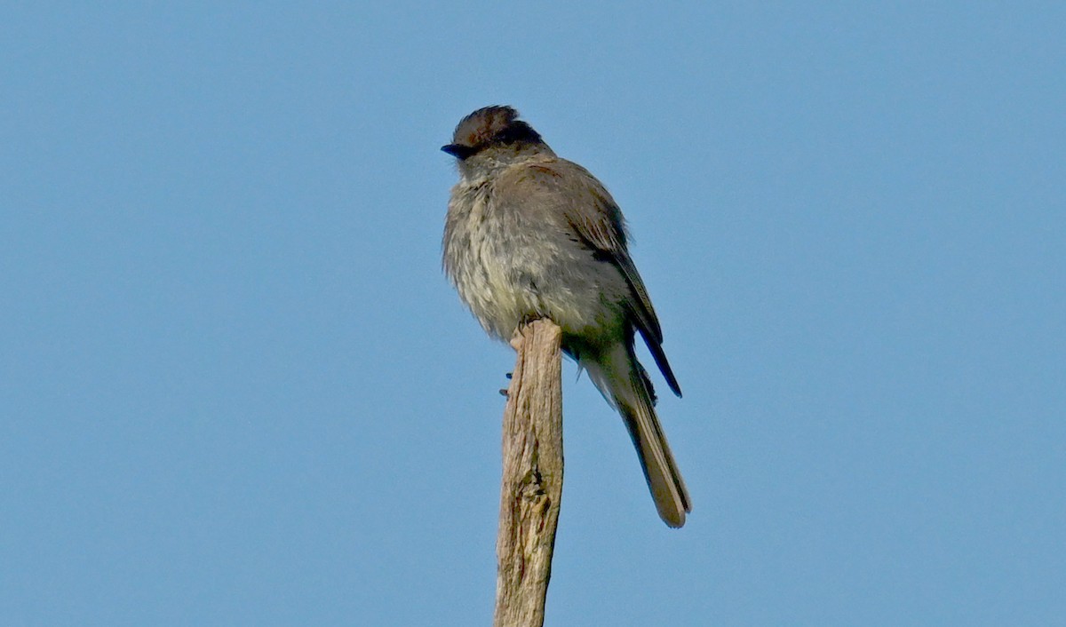 Eastern Wood-Pewee - ML638755196