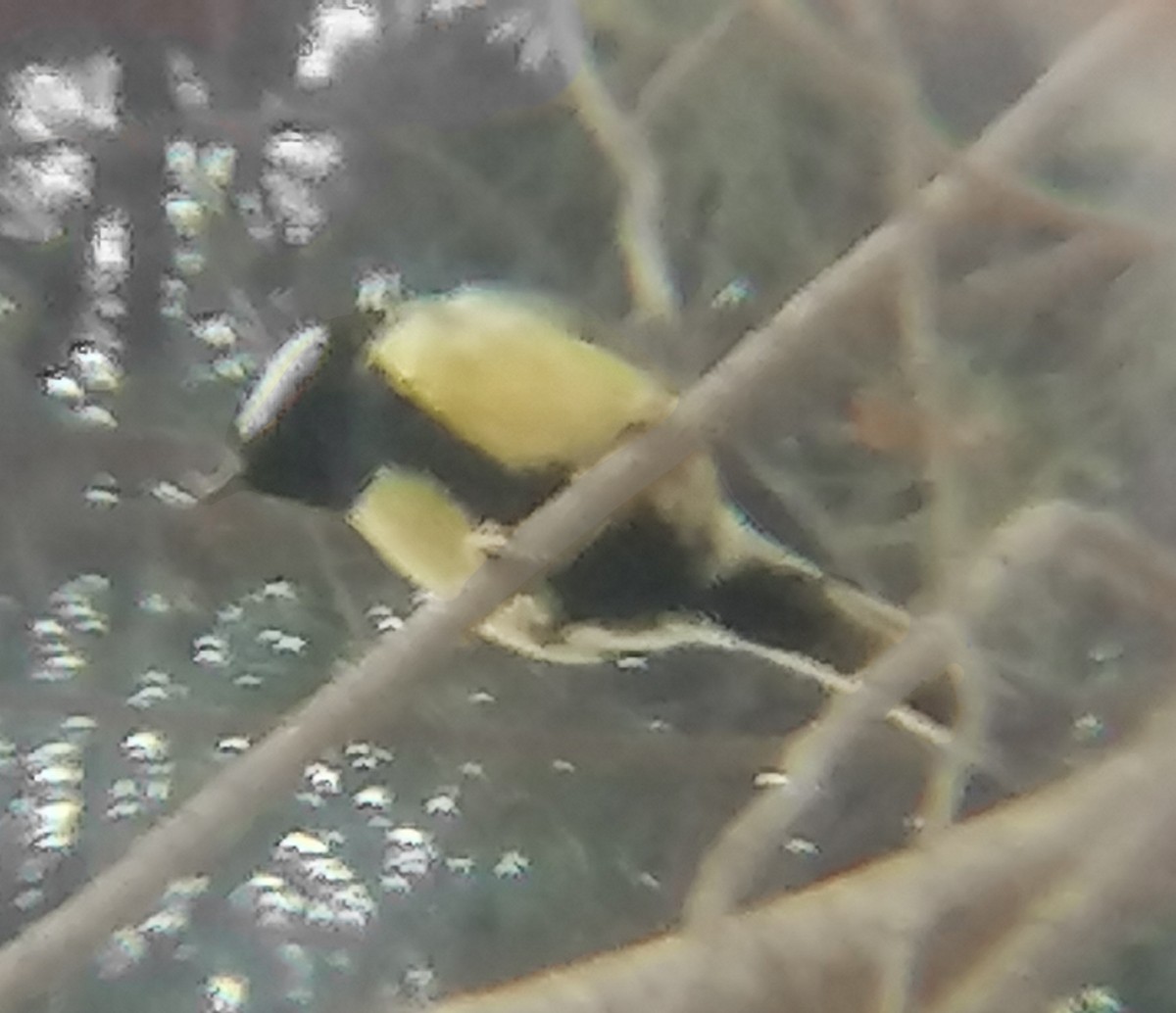 Great Tit (Great) - ML638755211