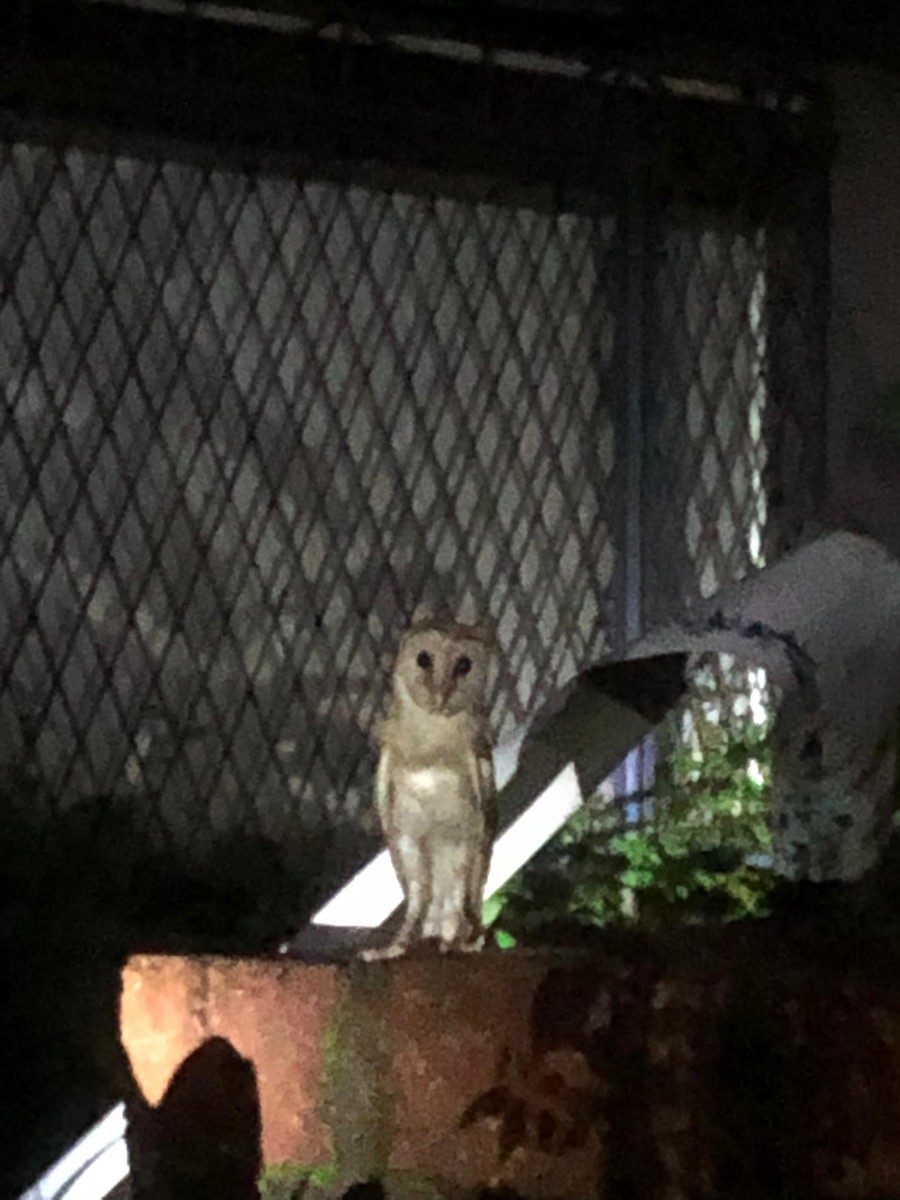 Eastern Barn Owl - ML638755212