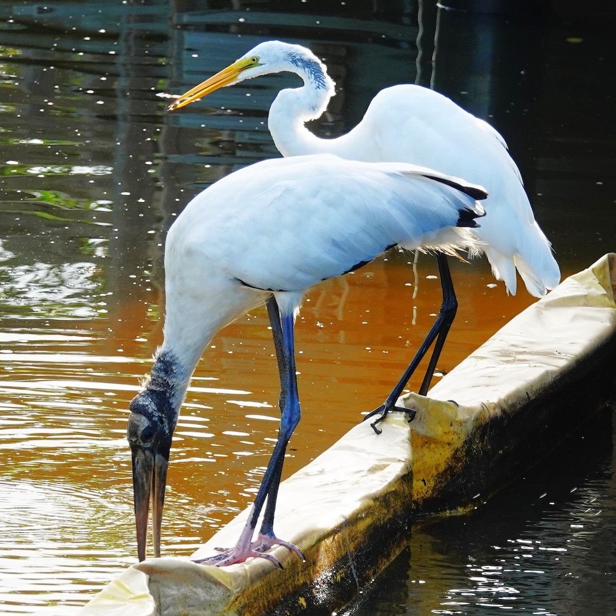 Wood Stork - ML638755217