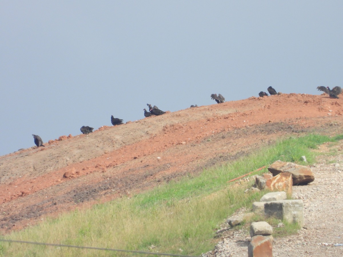 Turkey Vulture - ML638755221