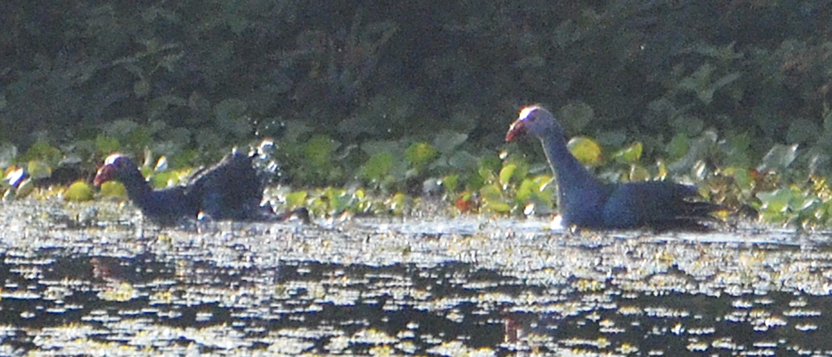 Gray-headed Swamphen - ML638755224