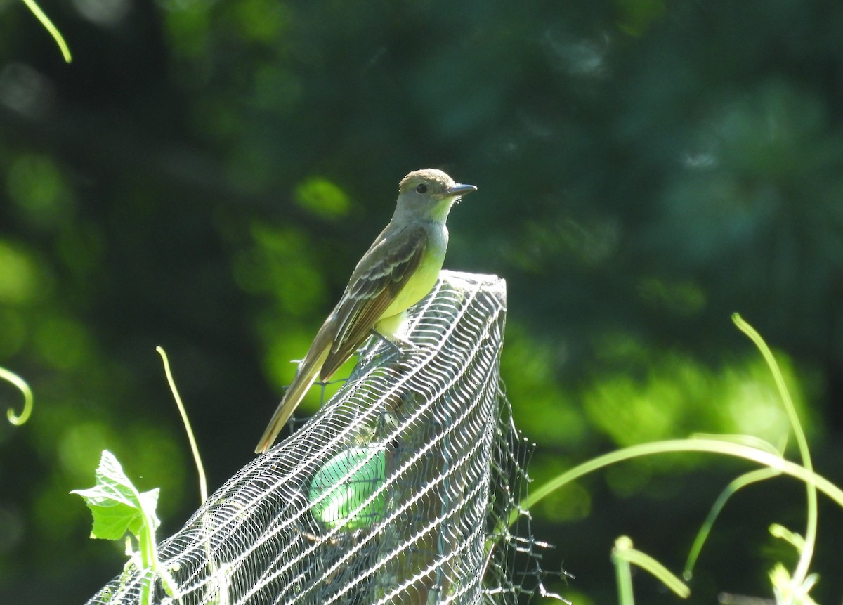 Great Crested Flycatcher - ML638755225