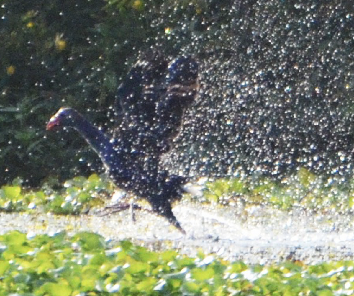Gray-headed Swamphen - ML638755228