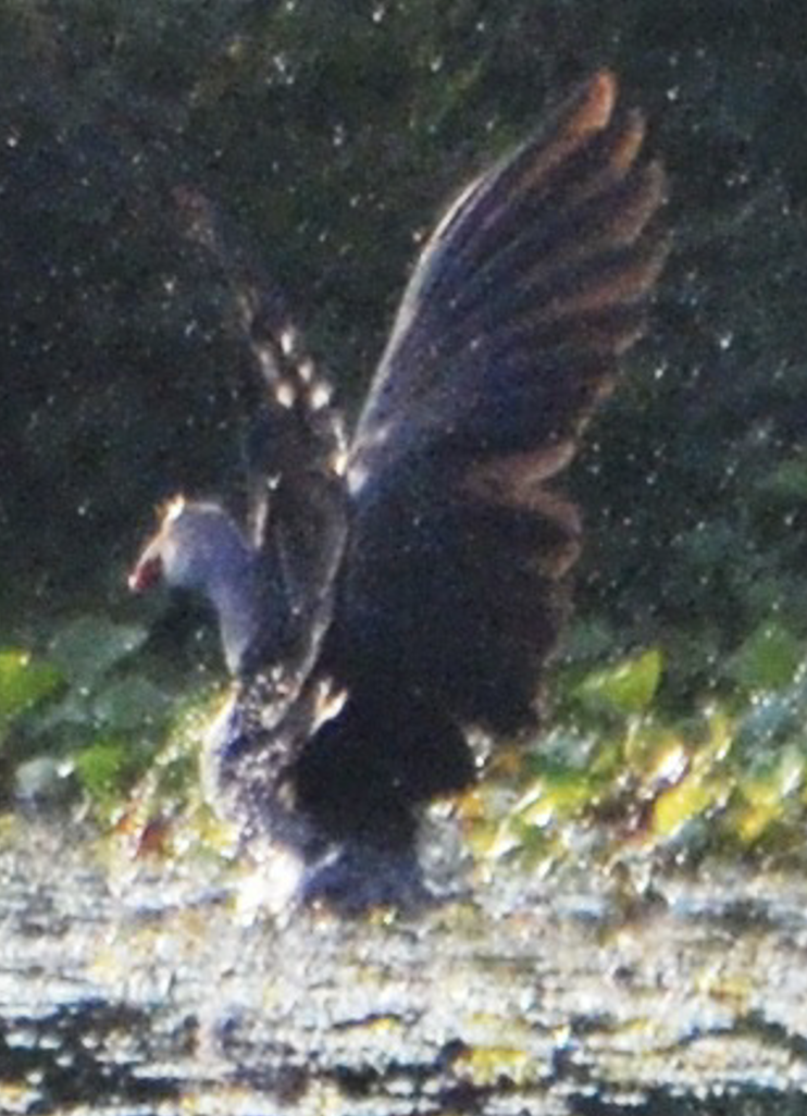 Gray-headed Swamphen - ML638755234