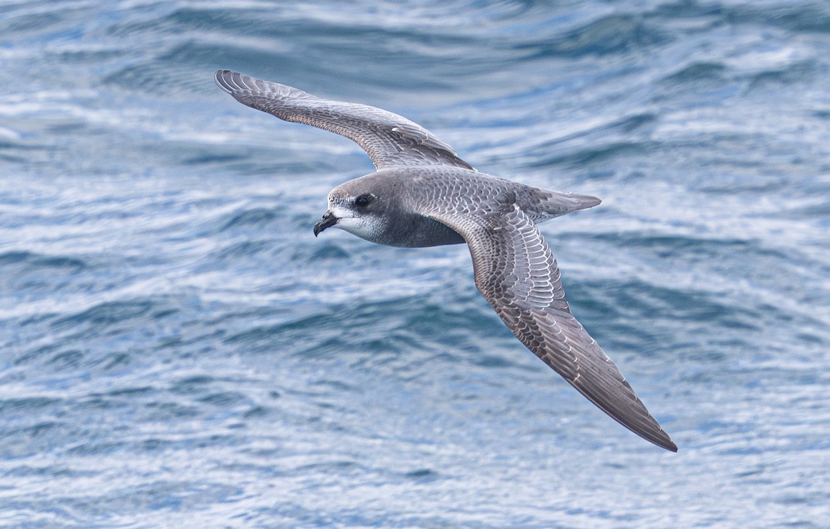 Mottled Petrel - ML638755246