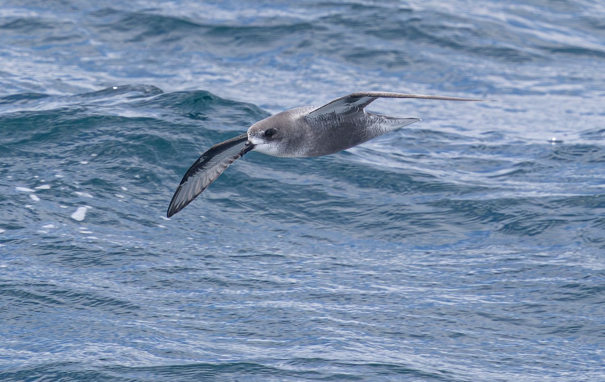 Mottled Petrel - ML638755247