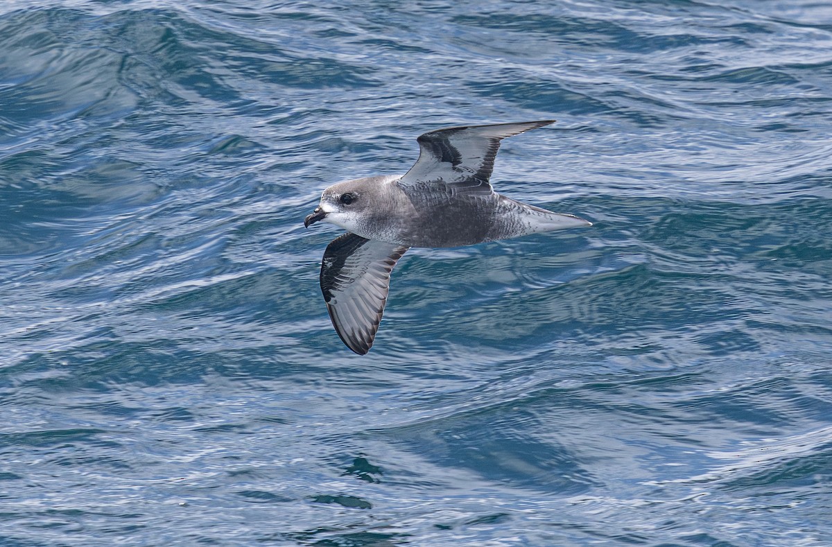 Mottled Petrel - ML638755250