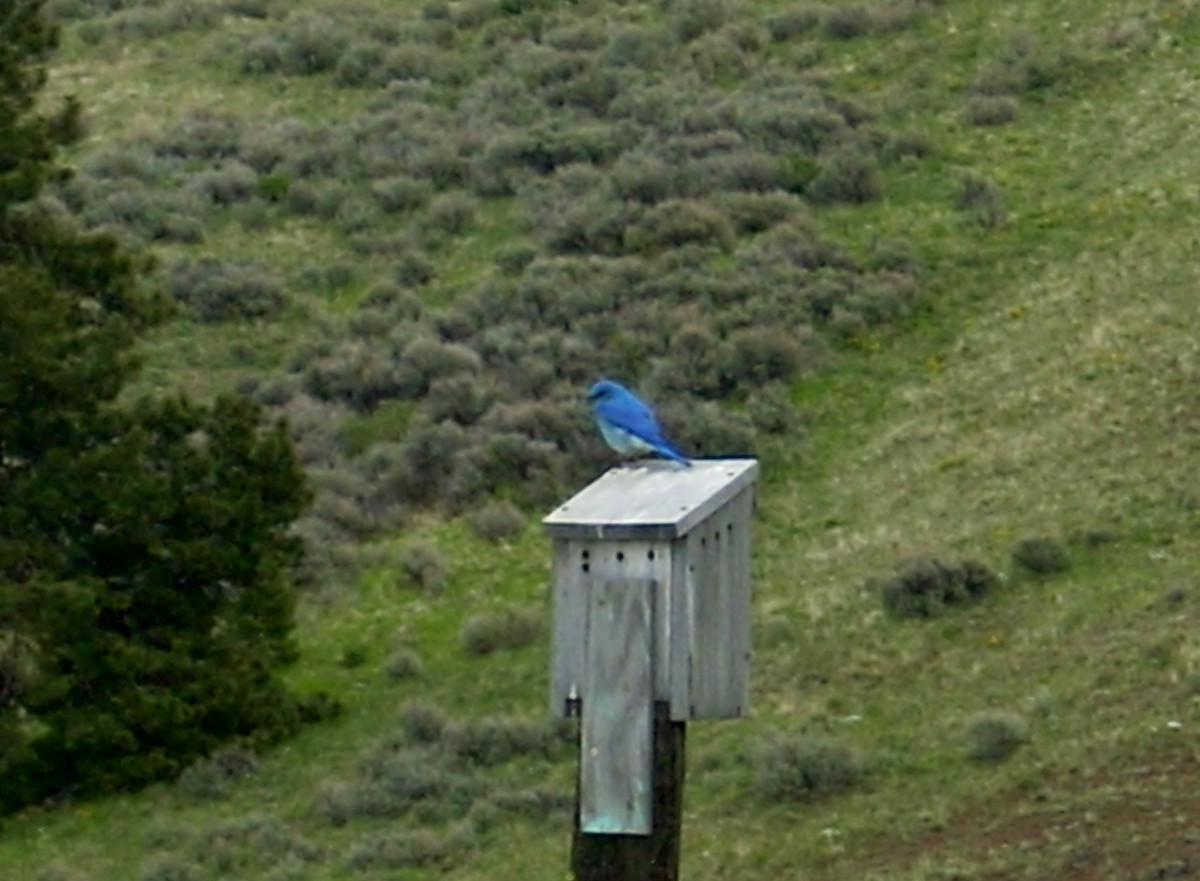 Mountain Bluebird - ML638755256