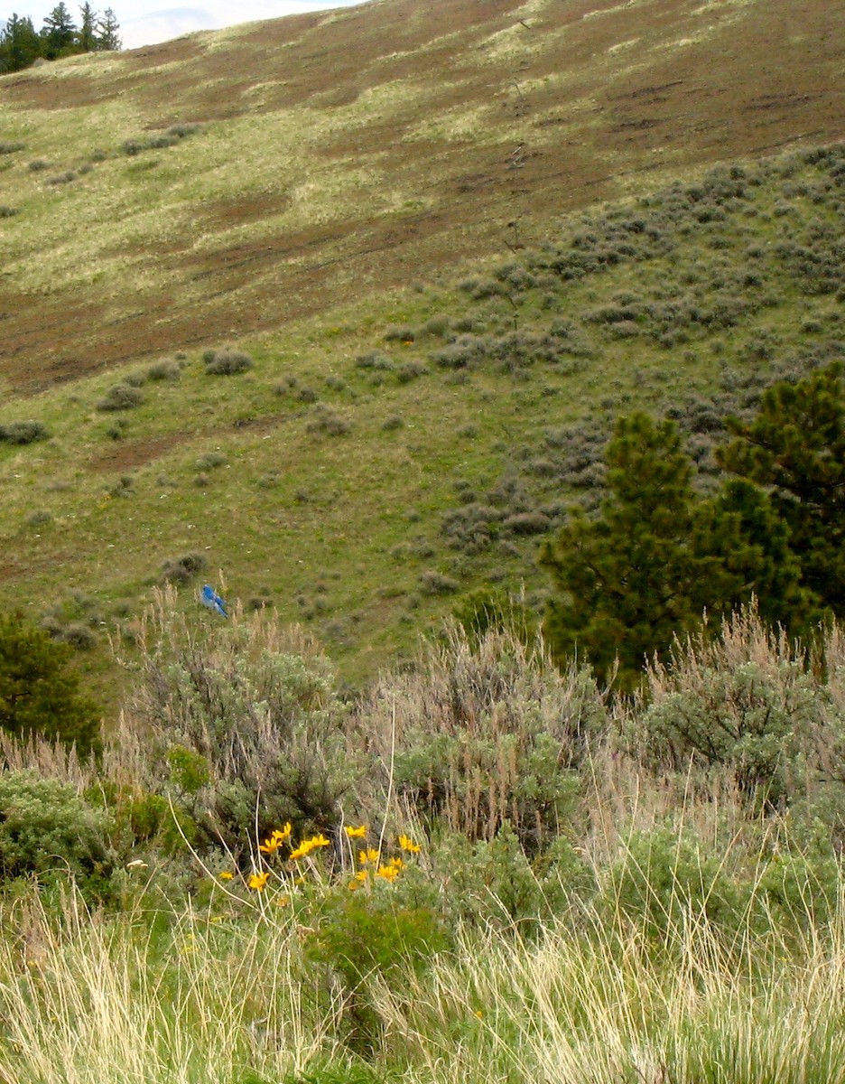 Mountain Bluebird - ML638755257