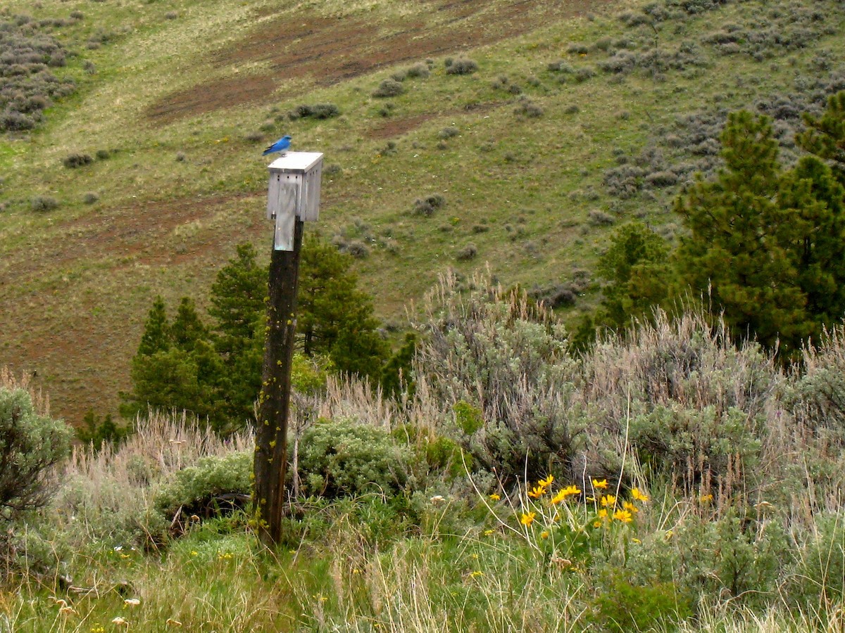 Mountain Bluebird - ML638755258