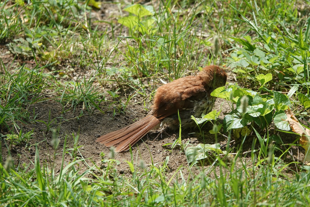 Brown Thrasher - ML638755261