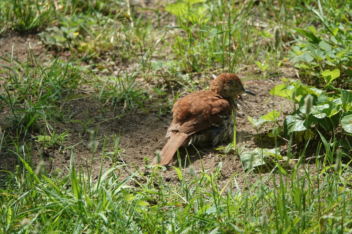 Brown Thrasher - ML638755263