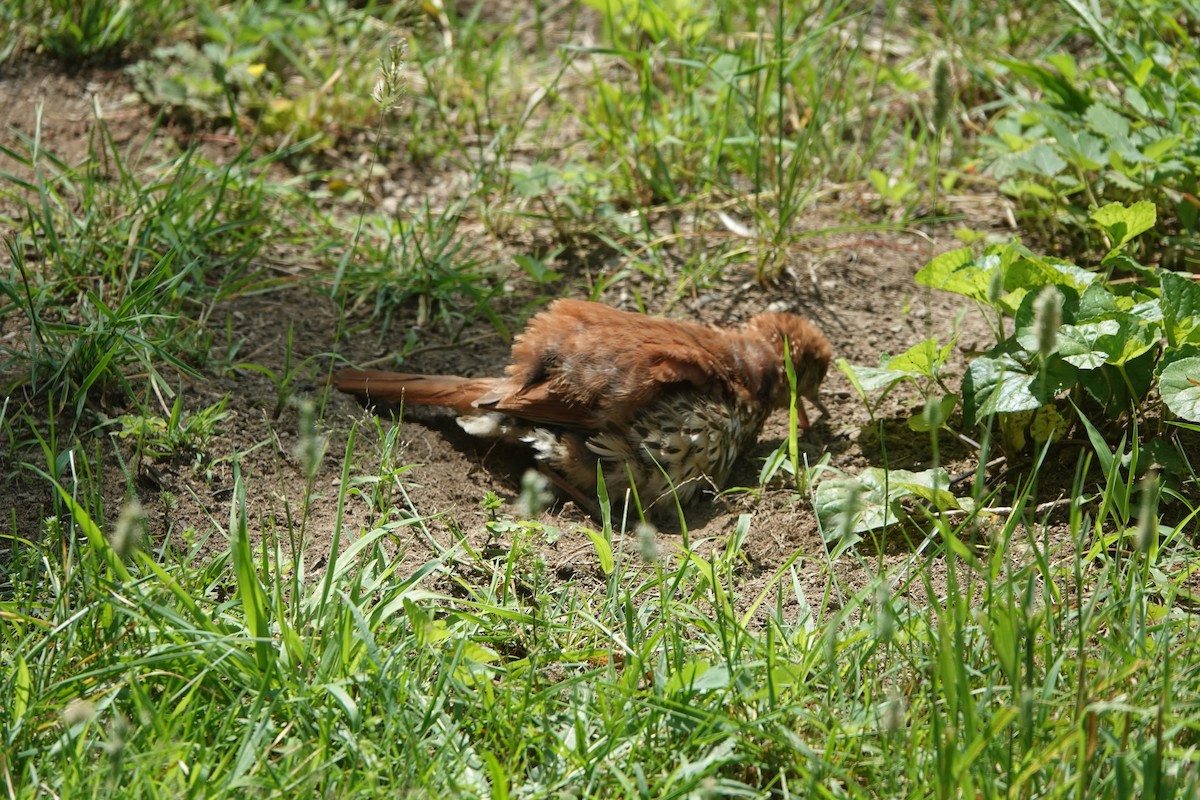 Brown Thrasher - ML638755264