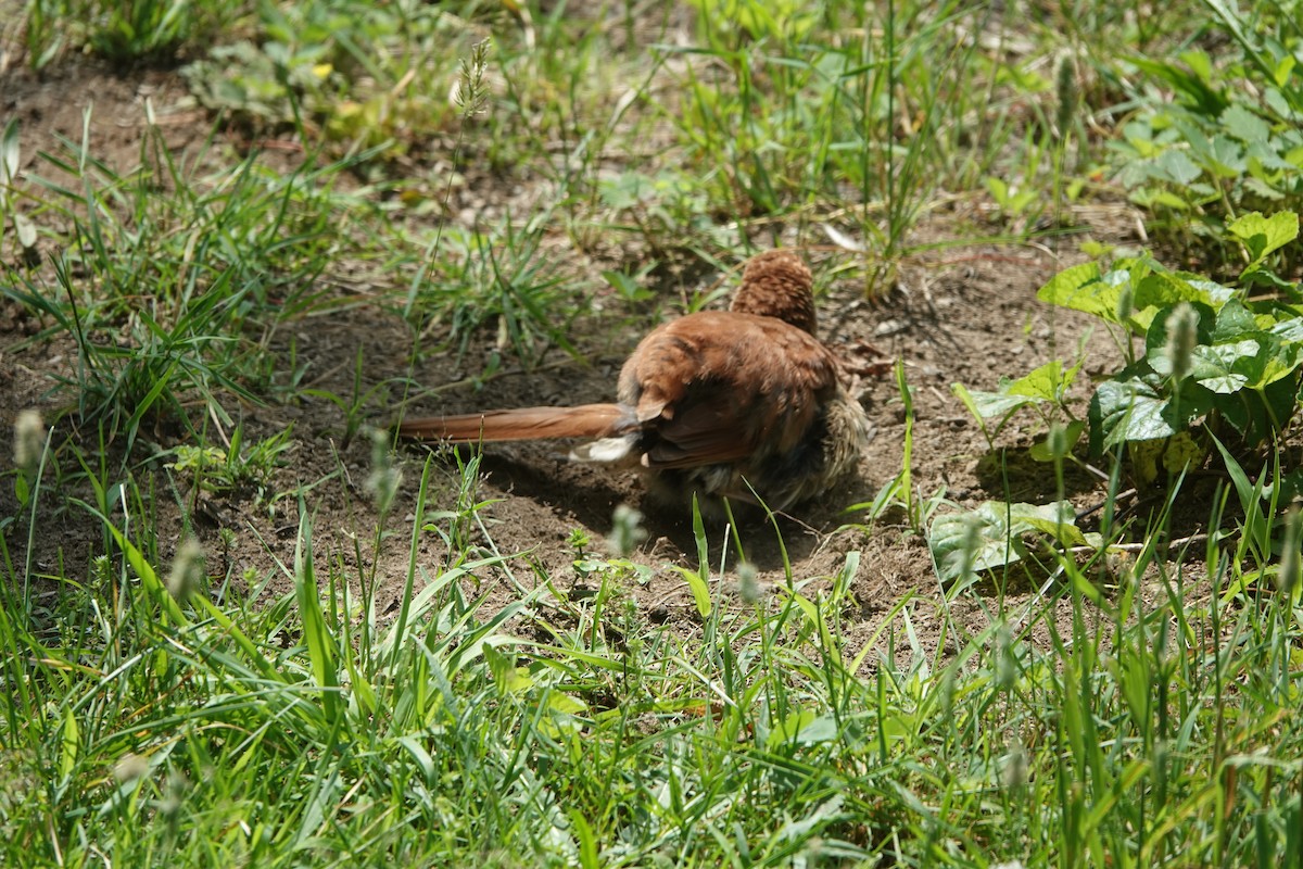 Brown Thrasher - ML638755265