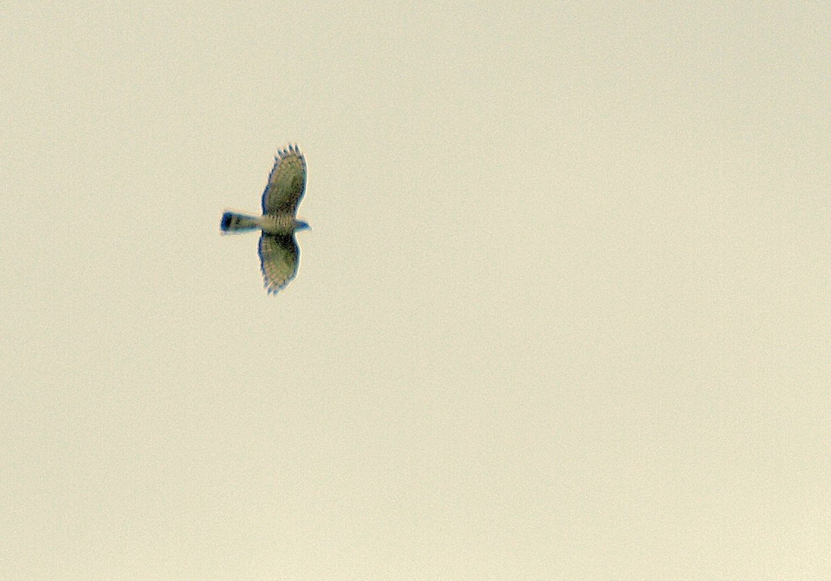 African Cuckoo-Hawk - ML638755267