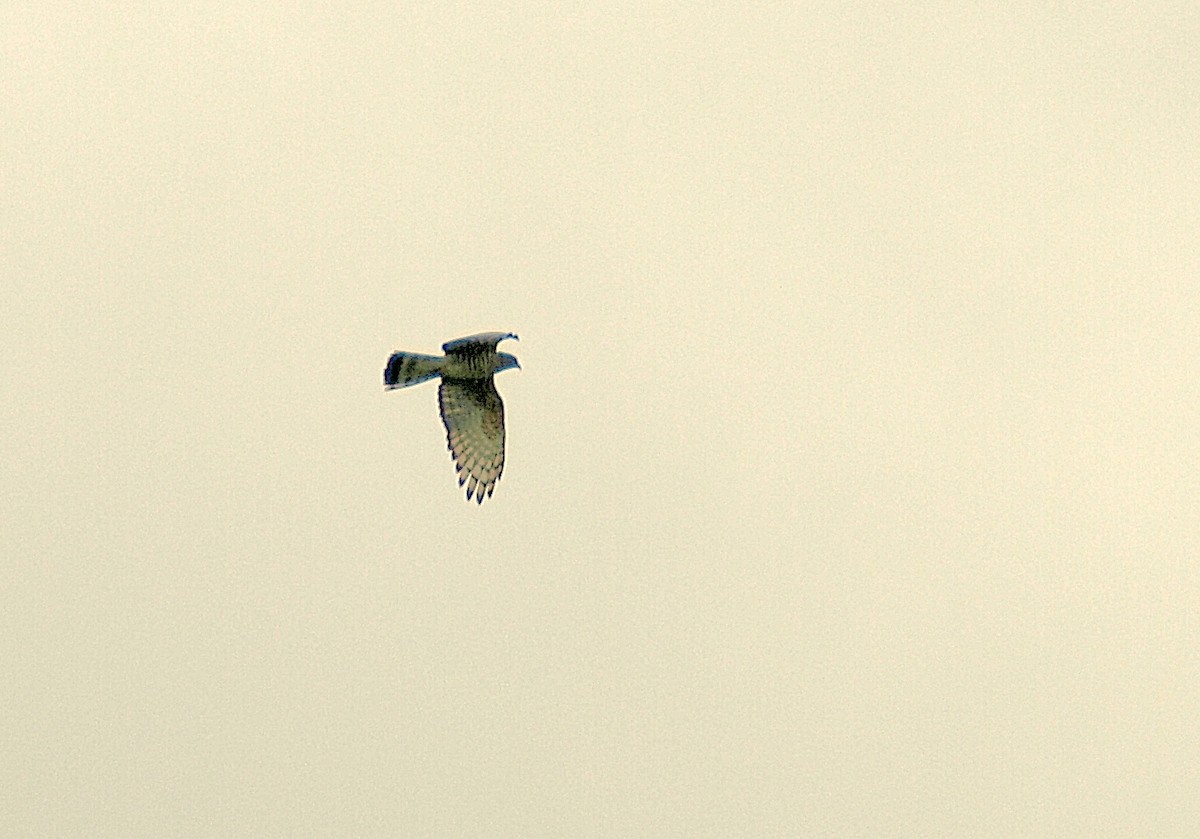 African Cuckoo-Hawk - ML638755268