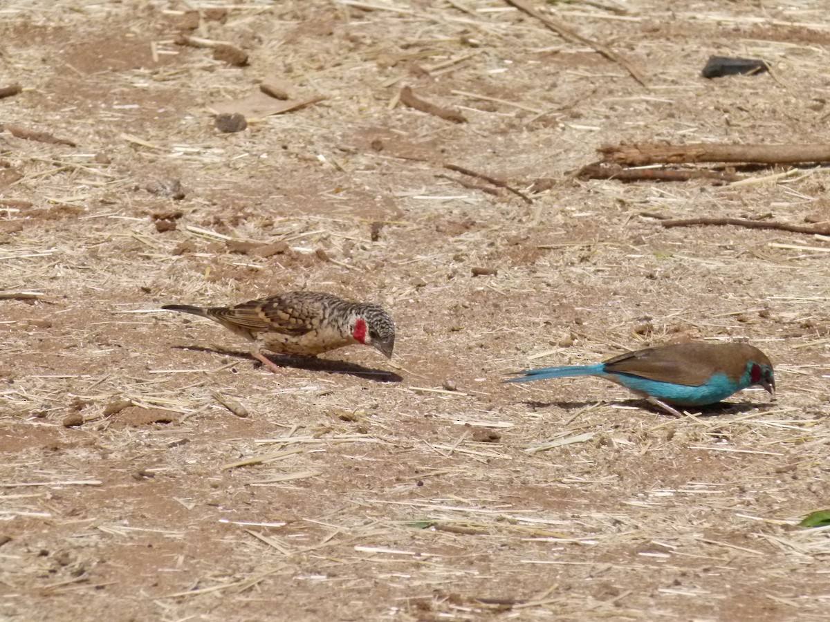 Red-cheeked Cordonbleu - ML638755269