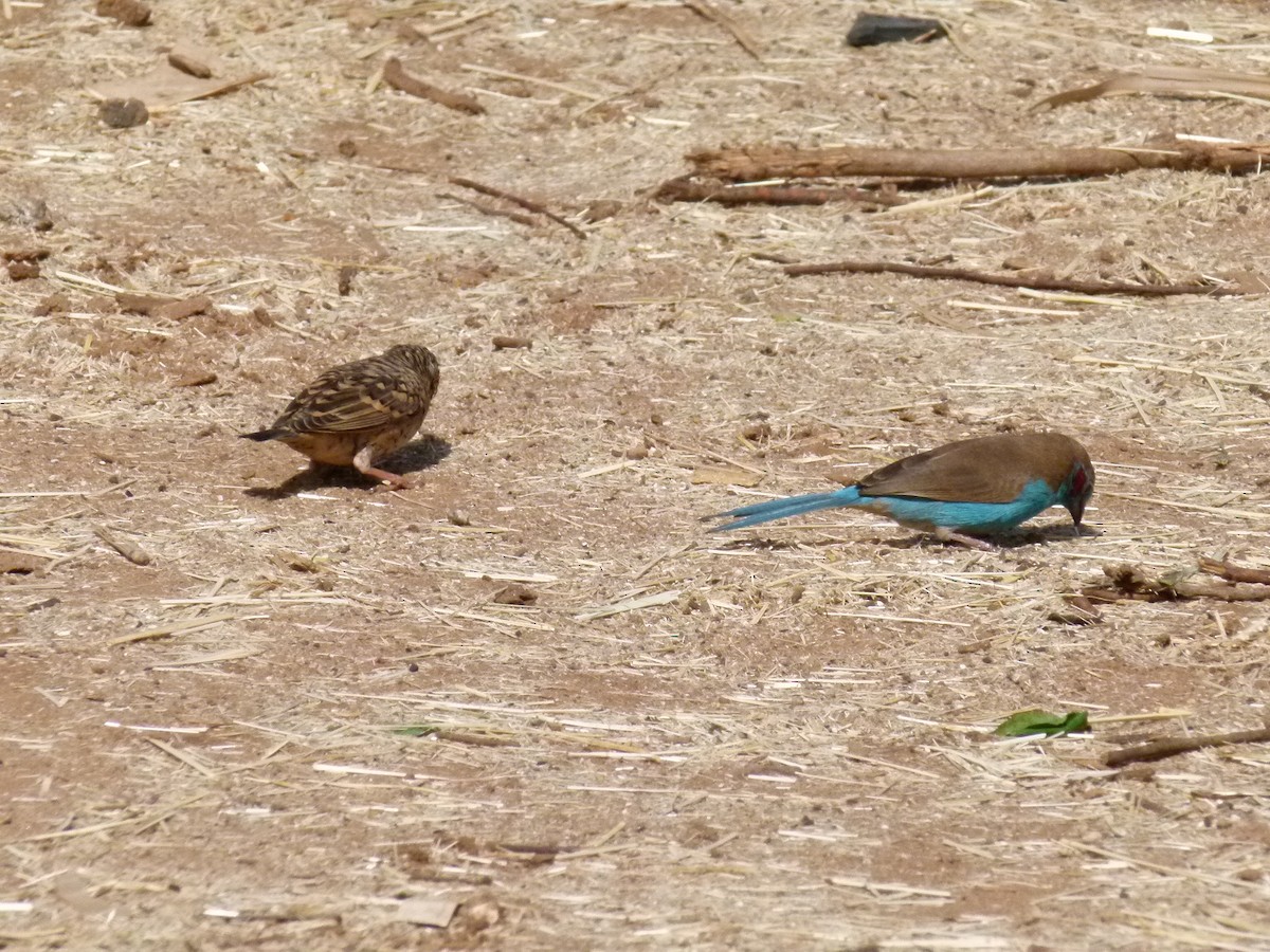 Red-cheeked Cordonbleu - ML638755273